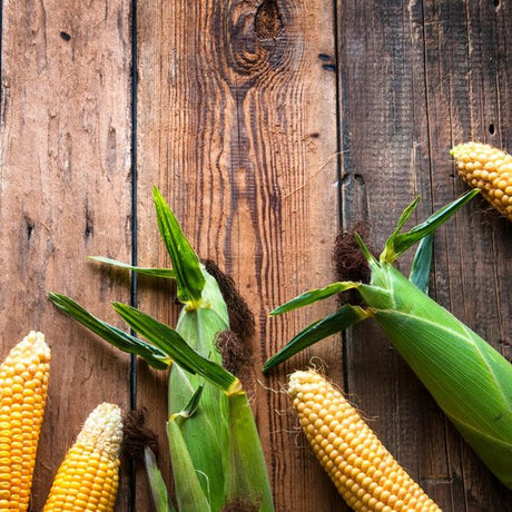 Kukorica